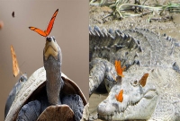 ছবির পেছনে লুকিয়ে আছে যে কারণ