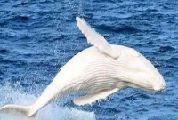 বিরল সাদা তিমির দেখা মিলল অস্ট্রেলিয়ায়