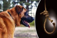 মালিকের গলায় ফাঁস, দাঁত দিয়ে দড়ি কেটে বাঁচাল কুকুর!