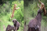 মহিষের সিংয়ের আঘাতে হাওয়ায় ডিগবাজি সিংহের