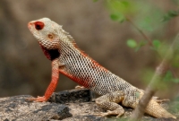 কেন রং বদলায় গিরগিটি?