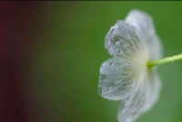 বৃষ্টি পড়লেই কঙ্কাল!