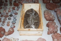 পাওয়া গেল ২৩১ টি ডাইনোসরের ডিম