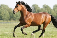 শুধু বেজি নয়, সাপের বিষে ঘোড়াও মরে না কিন্তু কেন?