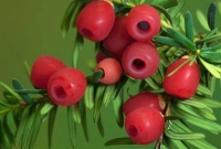 যে ৫টি ফুলকে স্পর্শ করলে মানুষের মৃত্যু হয়