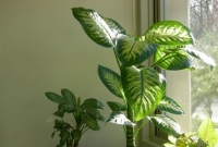 ভয়ঙ্কর ঘাতক গাছটি আপনার বাসায়!