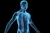 মানবদেহের অজানা ১৮ তথ্য