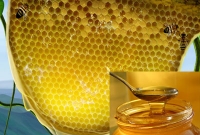 ভয়াবহ ৭ রোগের সমাধান মধুতে