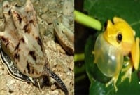 কিছু ভয়ঙ্কর প্রাণীর বিষাক্ত বিষে মরতে লাগে মাত্র ৩ মিনিট