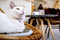 বেড়ালদের জন্য কাফে!