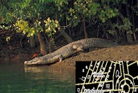 ঘুর্ণিঝড়ের সাথে কুমির, হাবড়ায় আতঙ্ক!