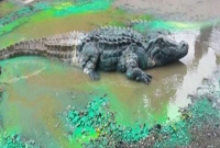 গৃহবধূর কাছে ভয়ঙ্কর কুমিরের পরাজয়!