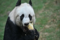 বিশ্বের সবচেয়ে বেশি বয়সী পান্ডা জিয়া জিয়ার জন্মদিন