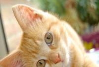 বিড়াল হত্যায় থানায় মামলা, অনশনের হুমকি