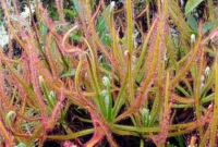 ফড়িং শিকারি গাছ!