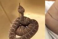 সাপের সঙ্গে সেলফি তোলার খেসারত ১ কোটি ২০ লাখ!