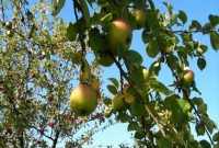 আপেল খেলেই প্রেম!