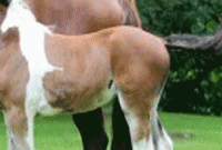 আল্লাহ তা’য়ালার অসাধারণ সৃষ্টি, ঘোড়ার পিঠে ঘোড়া!