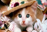 ভোট দিয়ে কুকুর-বিড়ালকে নাগরিকত্ব প্রদান!