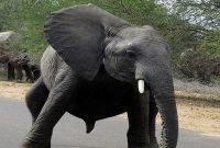 আফ্রিকান পিচ্চি হাতির পাগলু ড্যান্স