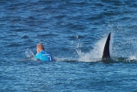 খেলতে নেমে হাঙরের সঙ্গে লড়ে রেকর্ড গড়লেন অসি সার্ফার খেলতে নেমে হাঙরের সঙ্গে লড়ে রেকর্ড গড়লেন অসি সার্ফার