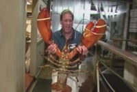 সাড়ে ১০ কেজি ওজনের এক চিংড়ি! সাড়ে ১০ কেজি ওজনের এক চিংড়ি!