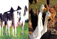 যে কারণে ইতালিতে কমেছে গবাদির দুধ ও পাখির ডিম পাড়া যে কারণে ইতালিতে কমেছে গবাদির দুধ ও পাখির ডিম পাড়া