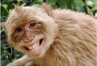 আজব কাণ্ড, বৃষ্টির মত টাকা বিলাচ্ছে বানর!