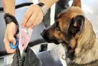 কুকুরের জন্য স্কুল!