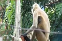 বাচ্চাকে বাঁচাতে এলাকা ঘিরে ফেলে হনুমানের দল