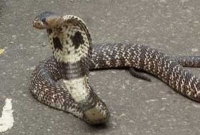 সাপের গণবিক্ষোভে ঘরছাড়া পরিবার!