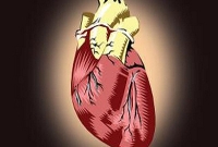 গরুর হৃদপিন্ডে বাঁচল মানুষ!