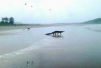 কুমির-কুকুরের লড়াই!