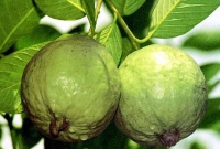 হাতের নাগালের ফলটি খেলেই সারবে ডায়াবেটিস