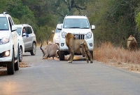 রাস্তায় এসে পর্যটকদের সামনে সিংহের হরিণ শিকার