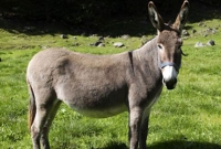 ভবিষ্যত বলতে পারে গাধা!