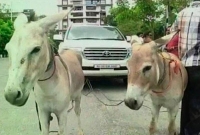 গাধা টানে যখন দামি গাড়ি!