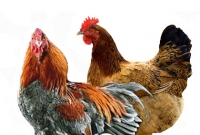 এবার ভূমিকম্পের পূর্বাভাস দেবে মুরগি!