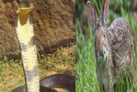 নিজের বাচ্চাকে বাঁচাতে সাপের সঙ্গে খরগোশের লড়াই!