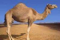 উট বাঁচাবে গ্রামবাসীর প্রাণ! 