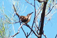 মানুষের মতো কথা বলতে পারে এমন পাখির সন্ধান