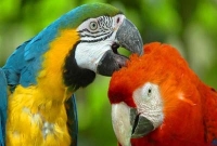 এক তোতা পাখির অমর প্রেমকাহিনী গড়ায় আদালতে!