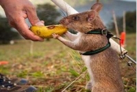 দুর্দান্ত প্রশিক্ষণ, মাটির নিচে লুকিয়ে রাখা মাইন উদ্ধার করবে ইঁদুর!