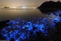 সমুদ্রতটে একি ভয়ানক বস্তু!