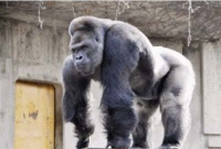 নারী হৃদয়ে শিহরণ জাগিয়েছে শাবানি! 