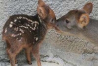 বিশ্বের ক্ষুদ্রতম হরিণ!