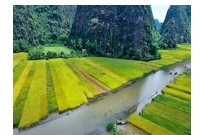 ধানক্ষেত থেকে পাওয়া যাবে বিদ্যুৎ