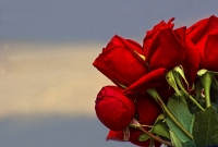 যে কারণে ভালবাসার মানুষকে সবাই লাল গোলাপ দেয়