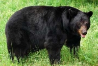 কুকুরের জন্য ভাল্লুককে চড়!