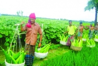 বাংলাদেশে চালু হলো উদ্ভিদের জন্য হাসপাতাল